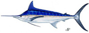 Atlantic Ocean Blue Marlin