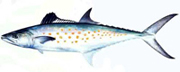 Chesapeake spanish mackerel